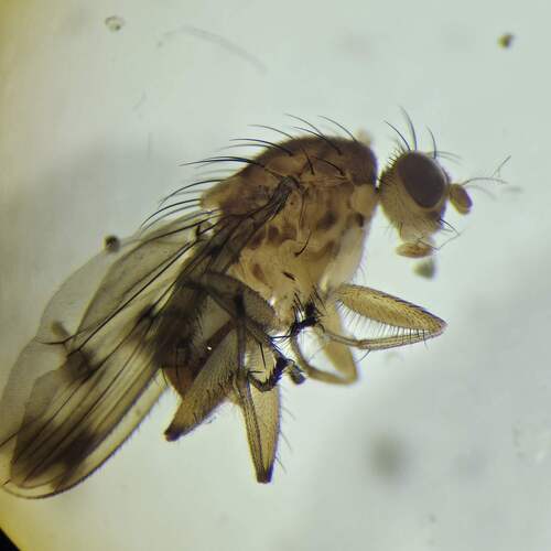 Unknown species found near Wilsonville, OR, USA
