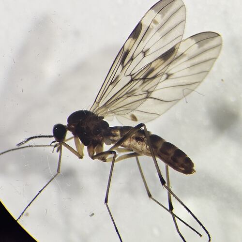 Unknown species found near Wilsonville, OR, USA