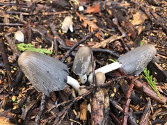 Coprinopsis lagopus