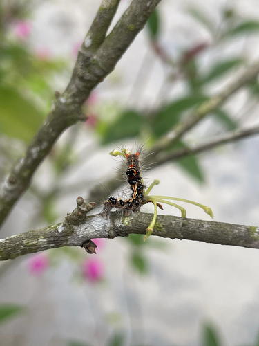 Orvasca subnotata