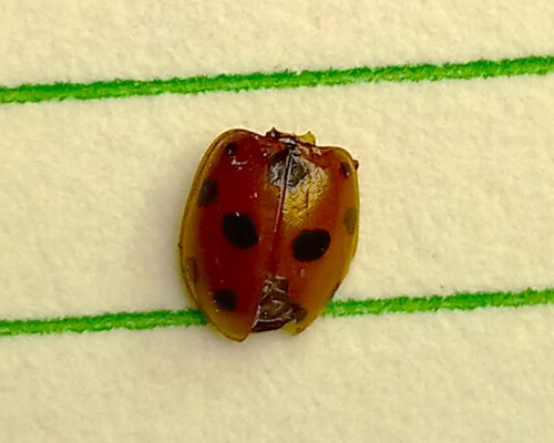Eleven-spotted Ladybird Beetle