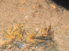 Caridina cantonensis