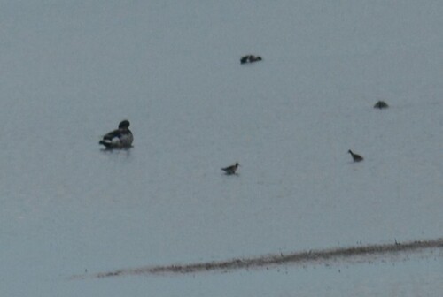 Wilson's Phalarope