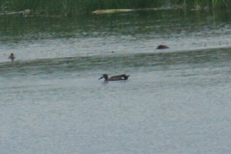 Blue-winged Teal