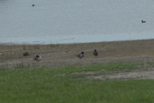 Green-winged Teal