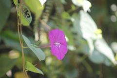 Ipomoea dumosa