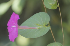 Ipomoea dumosa