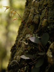 Specklinia grobyi