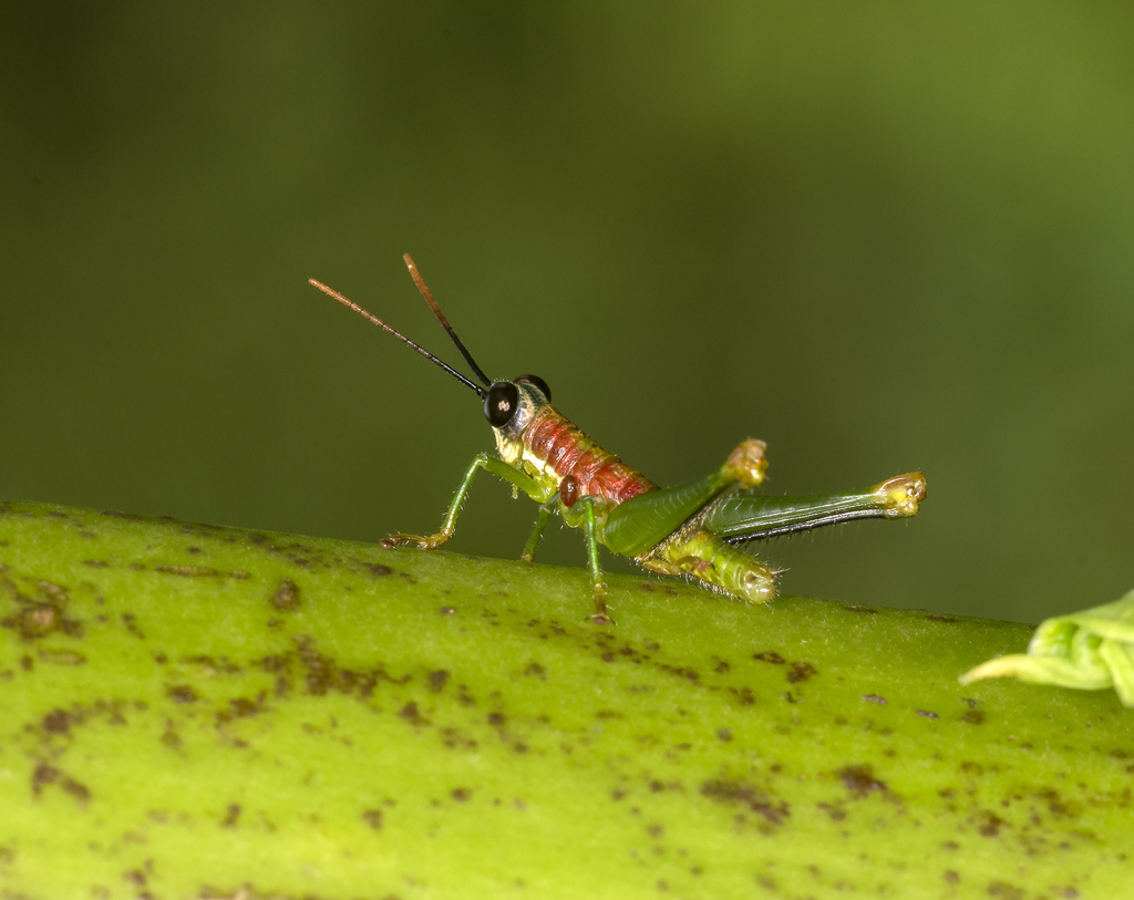 Hylopedetes