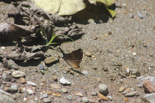 Orange-banded Daggerwing