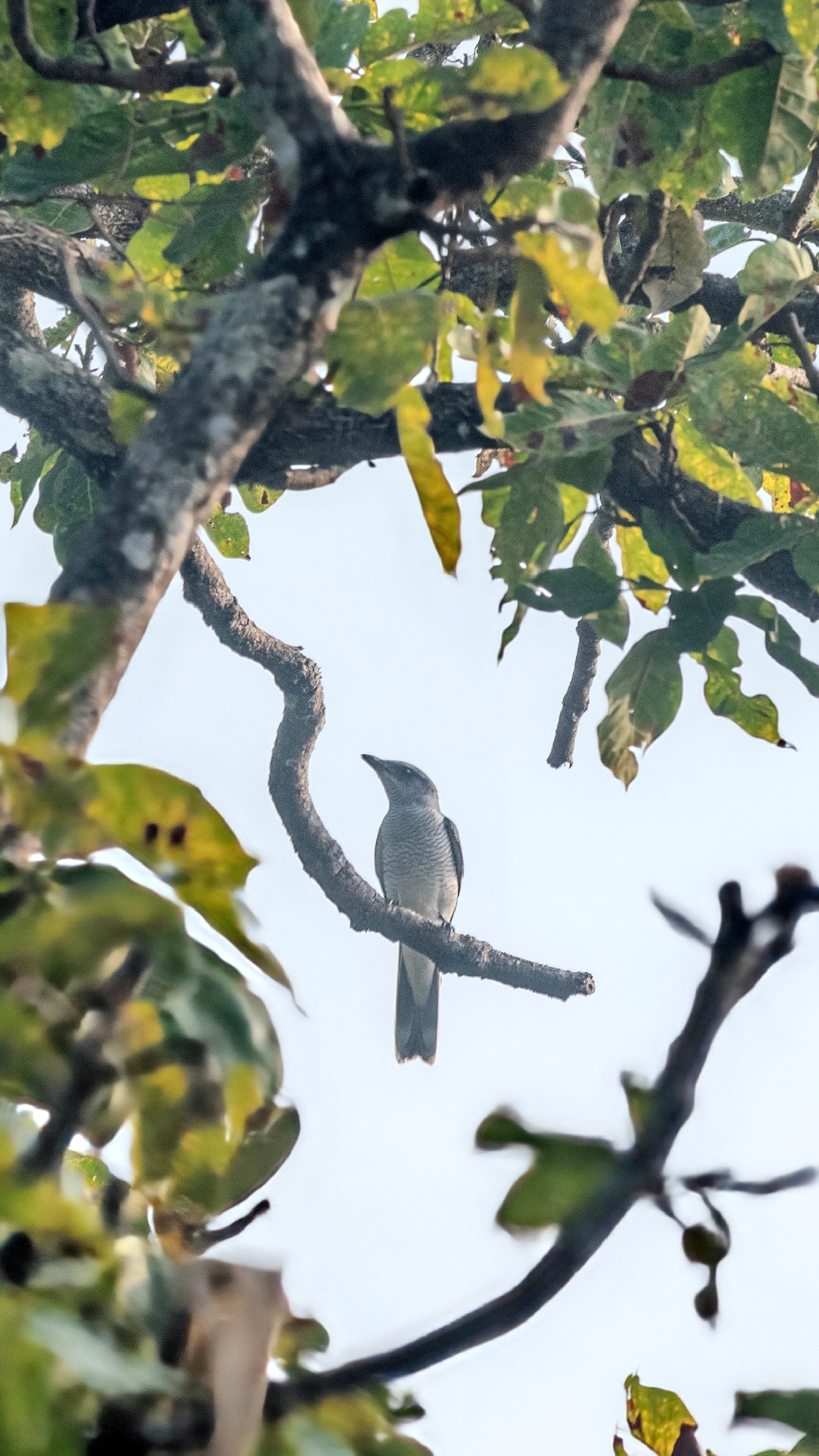 Indian Cuckooshrike (Coracina macei), photo 8