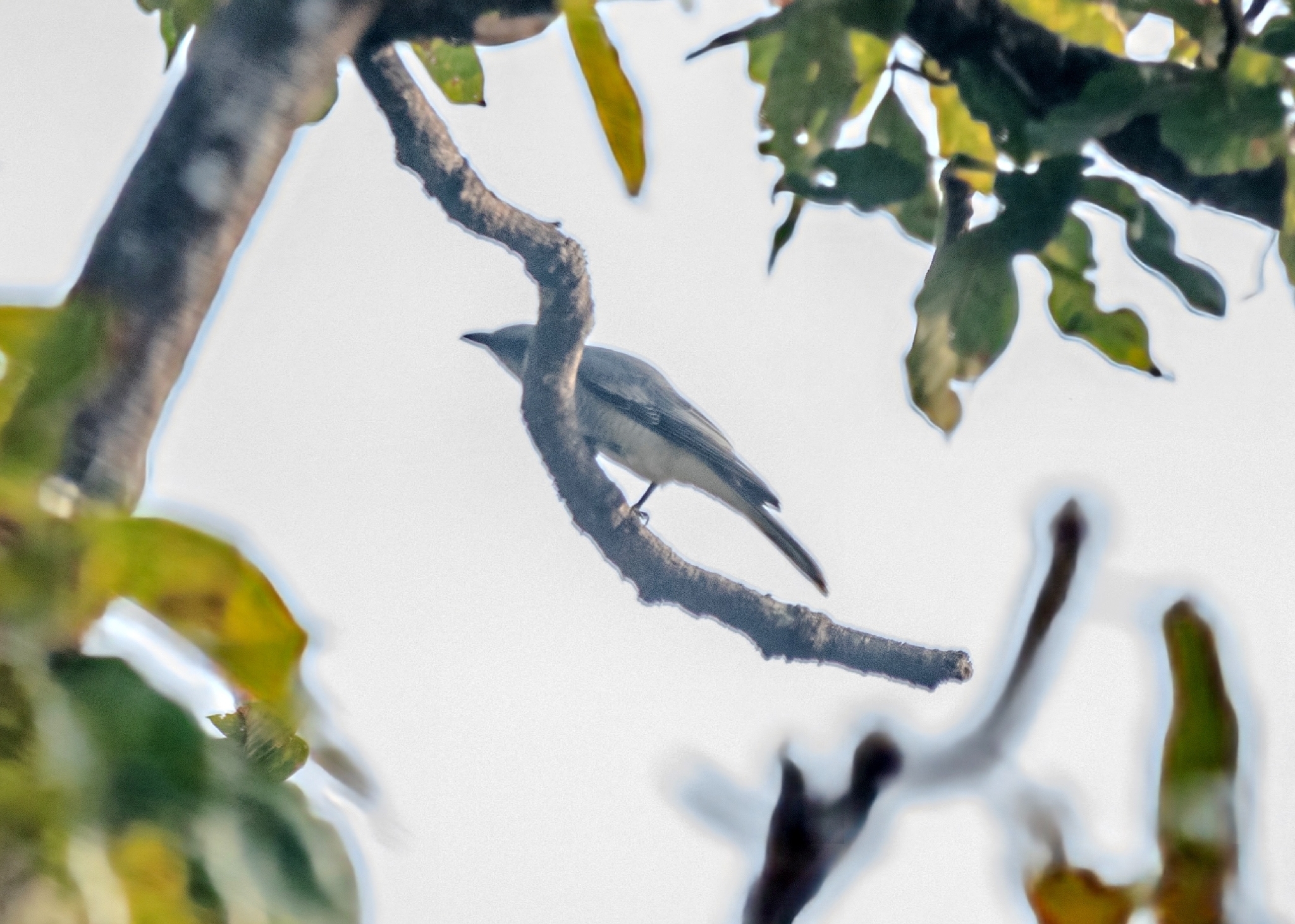 Indian Cuckooshrike (Coracina macei), photo 9