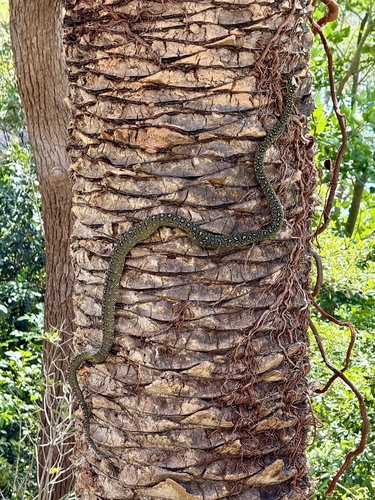 Common Tree Snake sighting