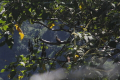 Patagioenas flavirostris