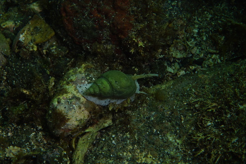 Nassarius spiratus, 2025-12-04
