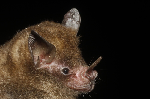 Sowell’s Short-tailed Bat