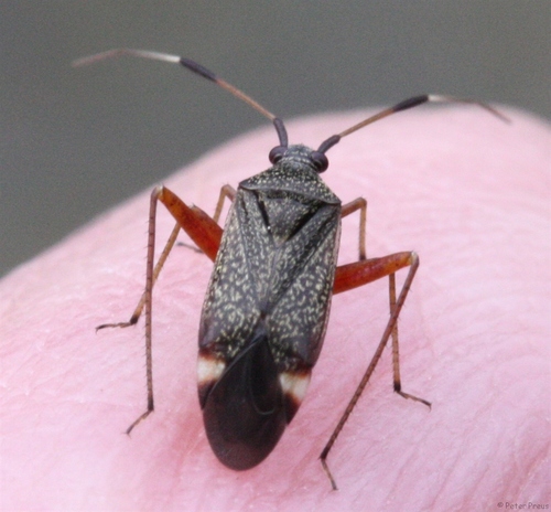 Dvidėmė Žolblakė nuotrauka