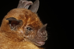 Phyllostomus discolor