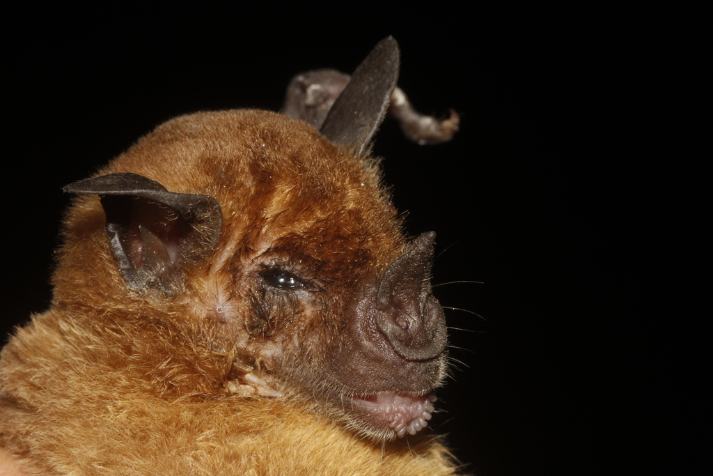 Pale Spear-nosed Bat (Phyllostomus discolor)