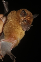 Phyllostomus discolor