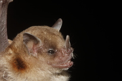 Honduran Yellow-Shouldered Bat photo 5