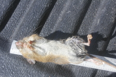 Handleyomys chapmani