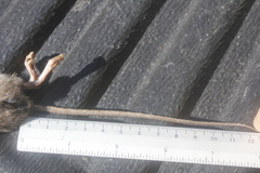 Handleyomys chapmani