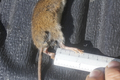 Handleyomys chapmani