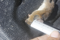 Handleyomys chapmani