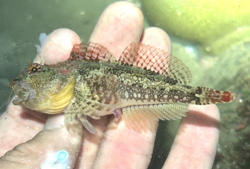Plumose sculpin (Artedius harringtoni) — Cottidae — 3