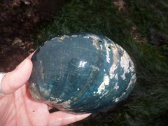 Haliotis cracherodii