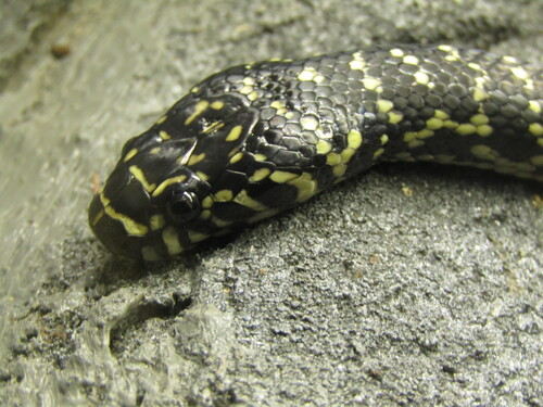 Broad-headed Snake sighting