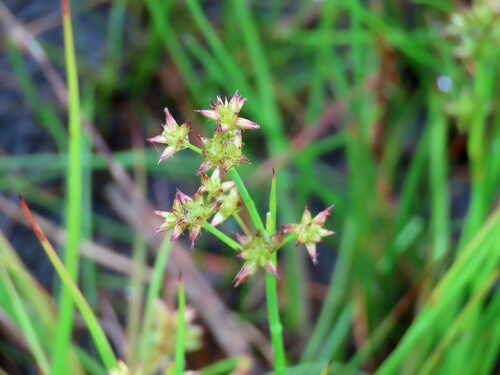 Joint-leaf rush (Juncus holoschoenus)