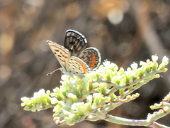 Euphilotes pallescens elvirae