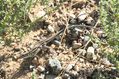 Plateau Striped Whiptail photo 2