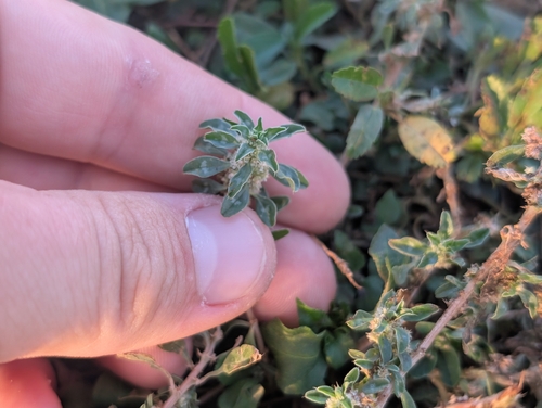 Amaranthus polygonoides, 2025-12-05