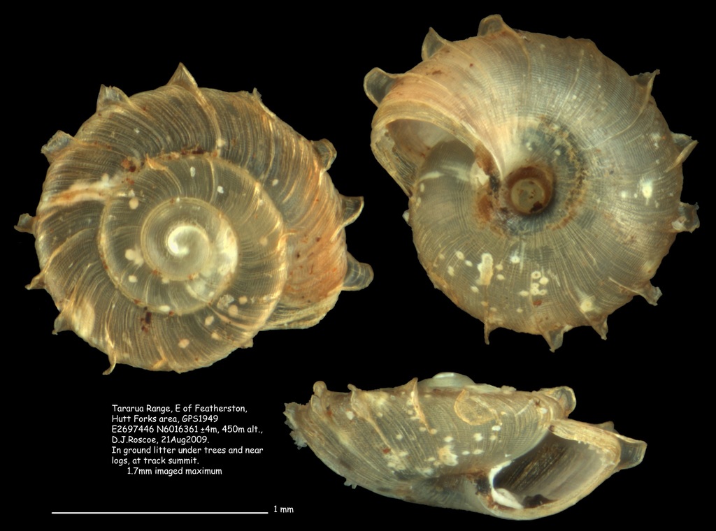 Obanella spectabilis