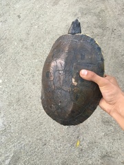 Trachemys venusta venusta