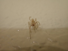 Cheiracanthium mildei
