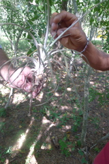 Tillandsia exserta