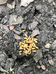 Amblyopone australis