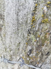Pseudomyrmex lynceus