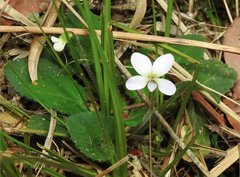 Viola diffusa
