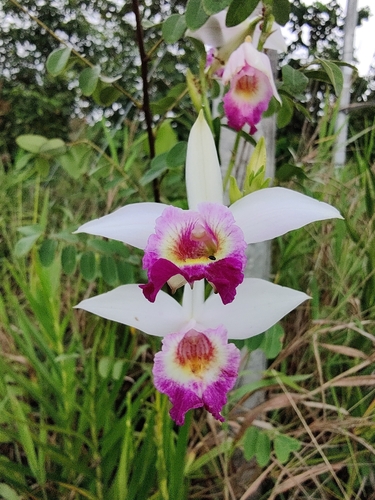 Bamboo Orchid