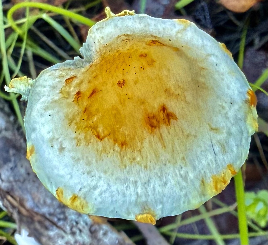 Leratiomyces percevalii · December 2025 · photo: © hllrnnr (iNaturalist, cc0)