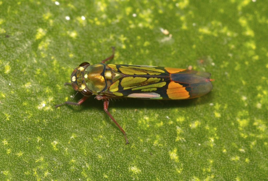 Dilobopterus chiriquensis