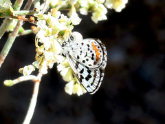 Euphilotes pallescens elvirae