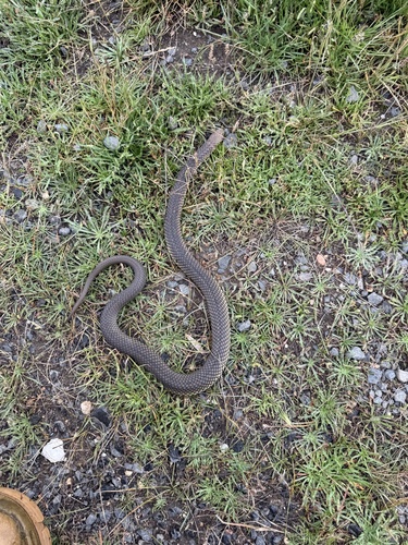 Lowlands Copperhead sighting