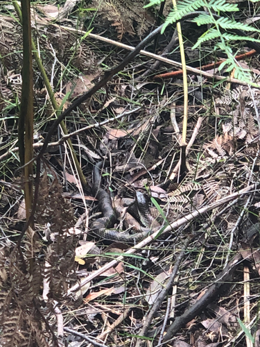 Tiger Snake sighting
