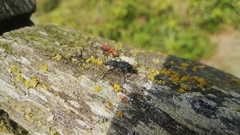 Megalometis spinifer